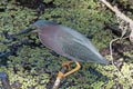 A Green Heron Royalty Free Stock Photo